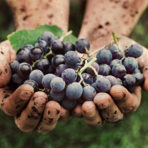 Uve Sangiovese